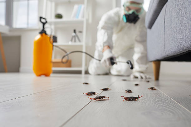 Post-Treatment Bed Bug Interceptor Monitoring in Medical Lake